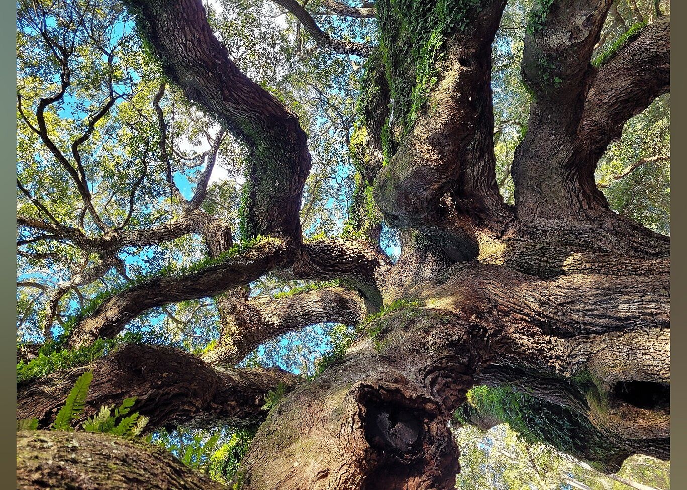 #16. Angel Oak Tree