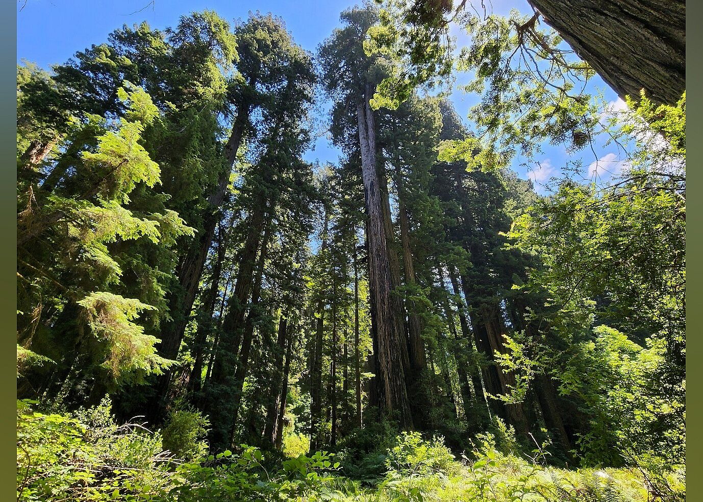 #20. Redwood National and State Parks