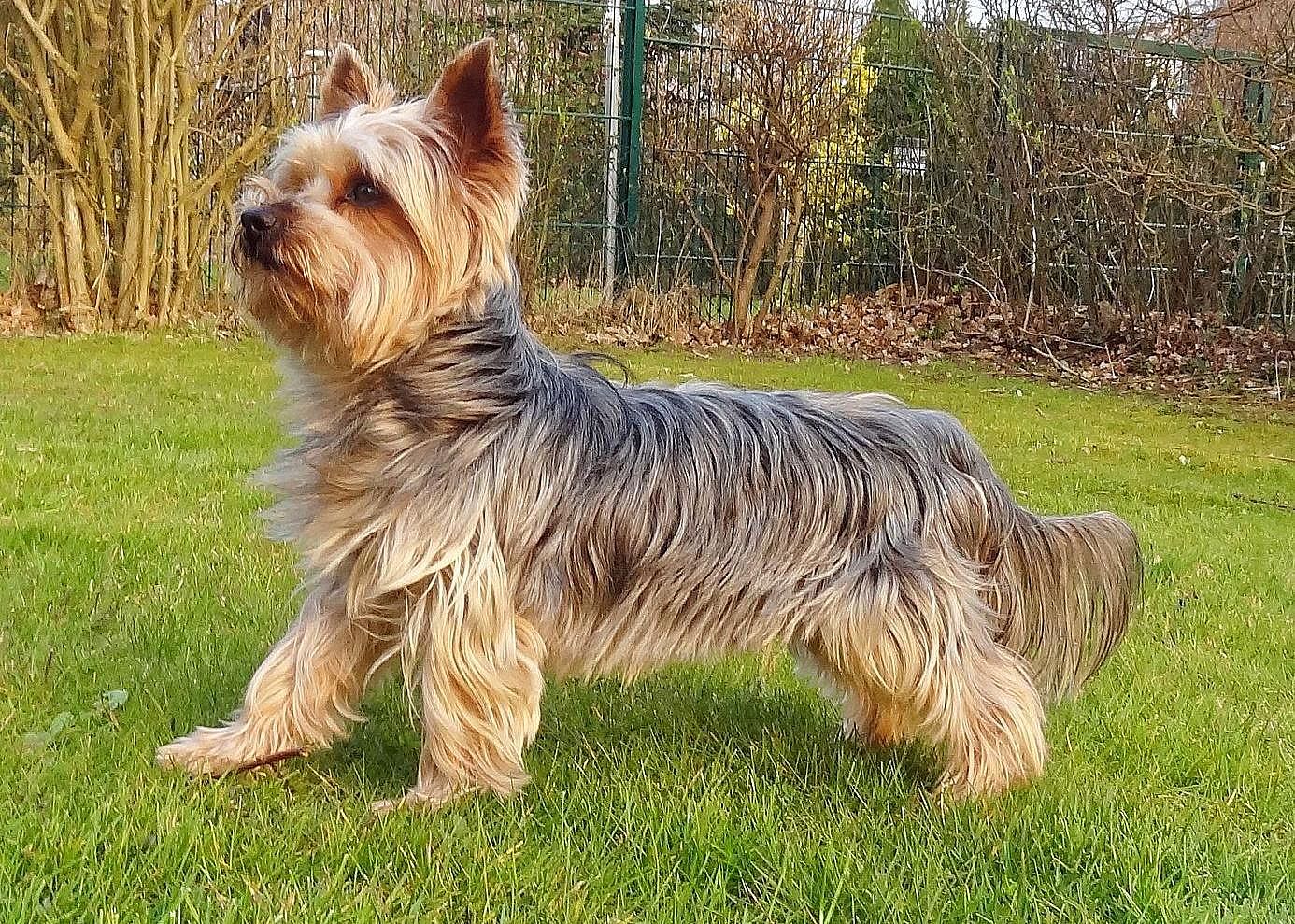 #3. Yorkshire terrier