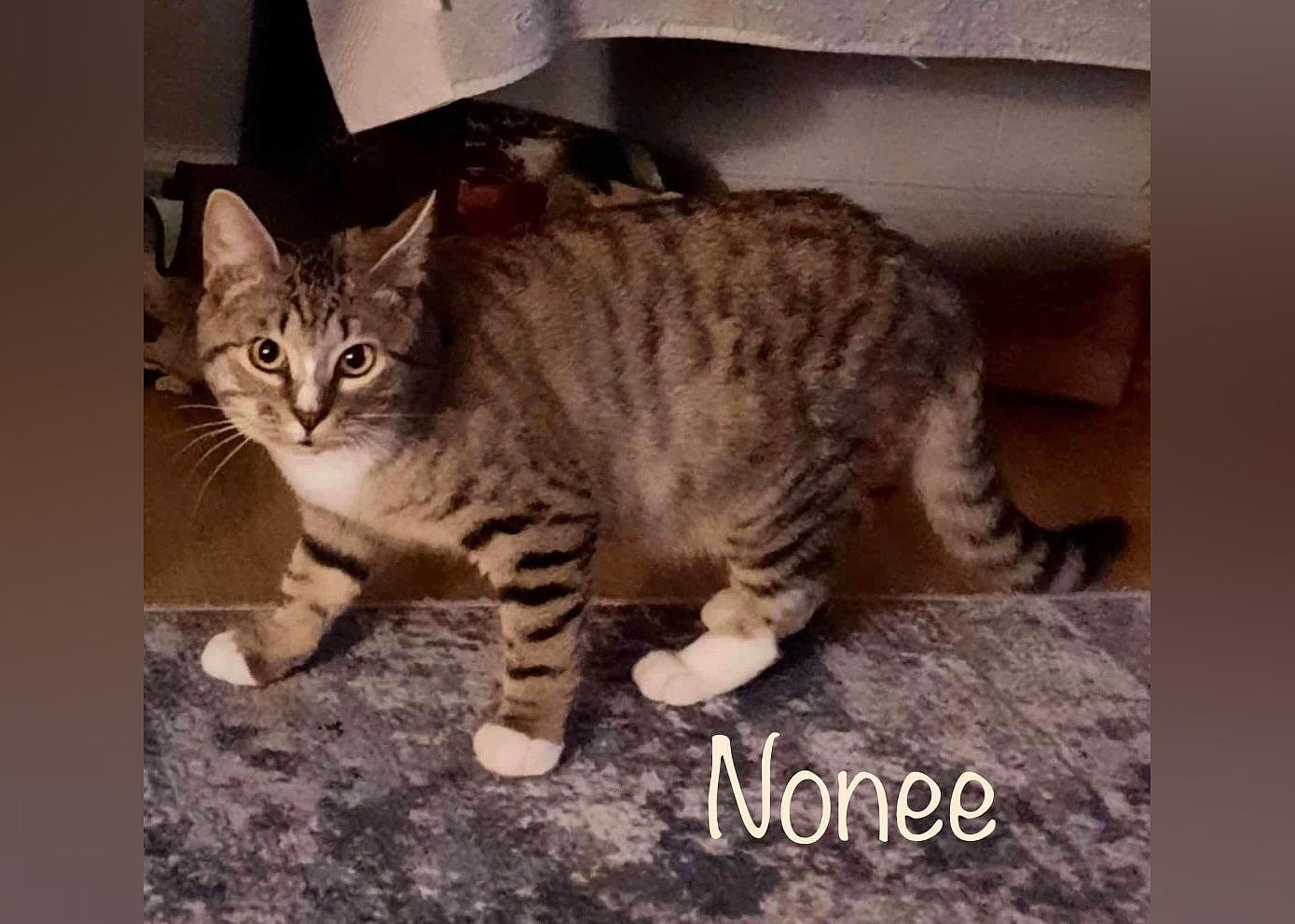 Nonee
