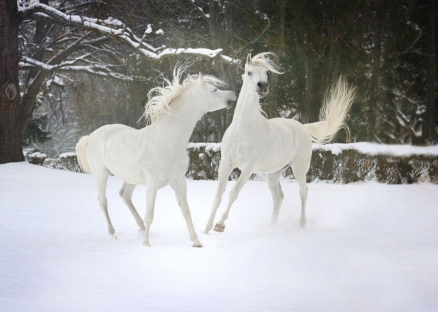 White horses