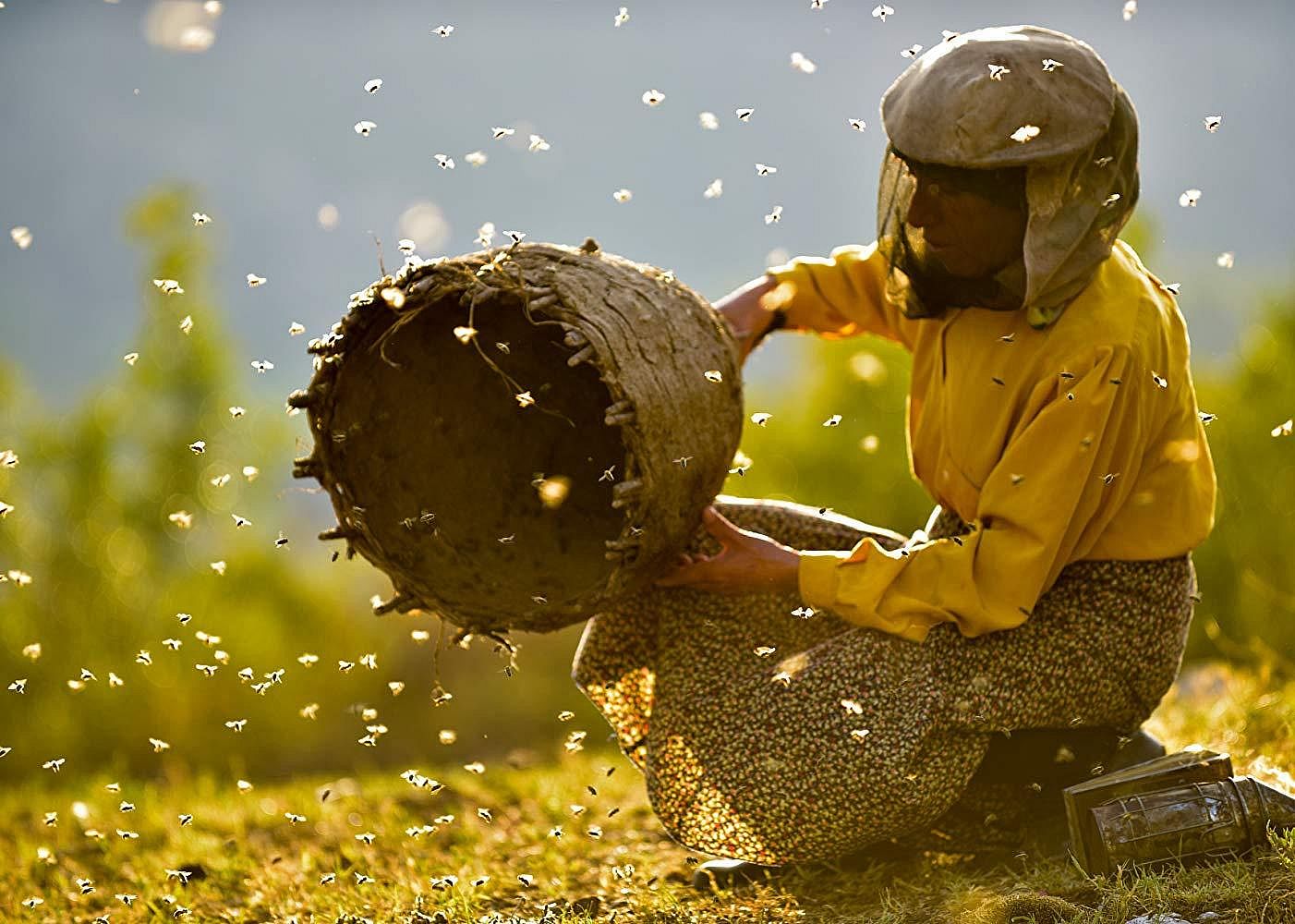 #13. Honeyland (tie)