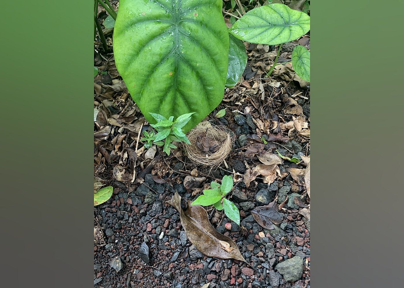Botanical Gardens: Harold L. Lyon Arboretum
