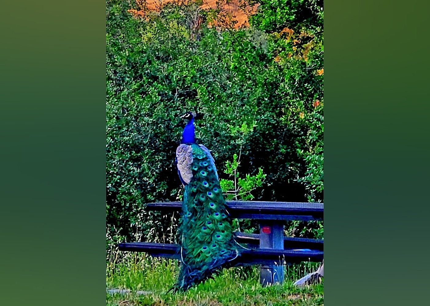 #11. Lake Solano County Park and Campground