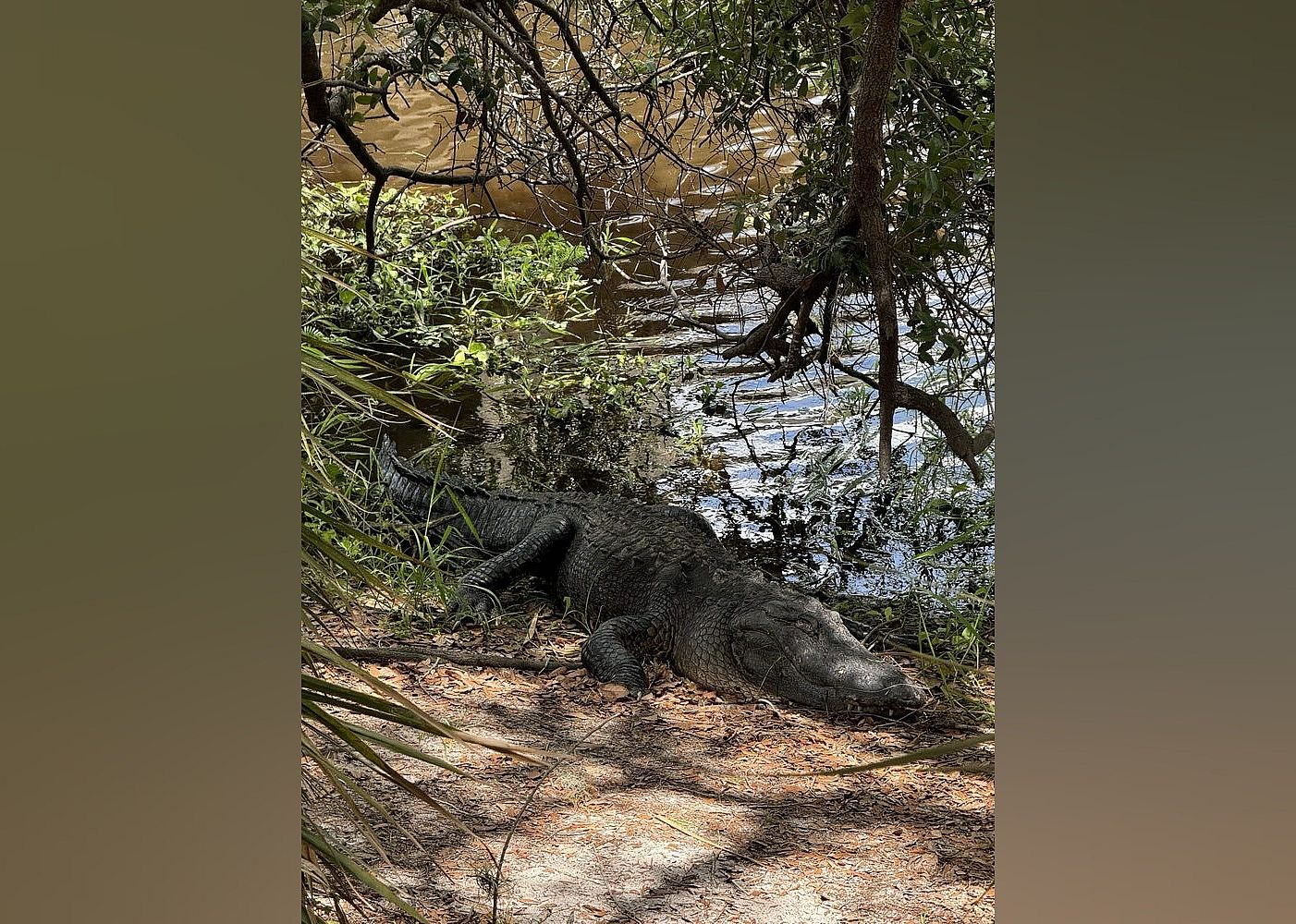 #1. Myakka River State Park