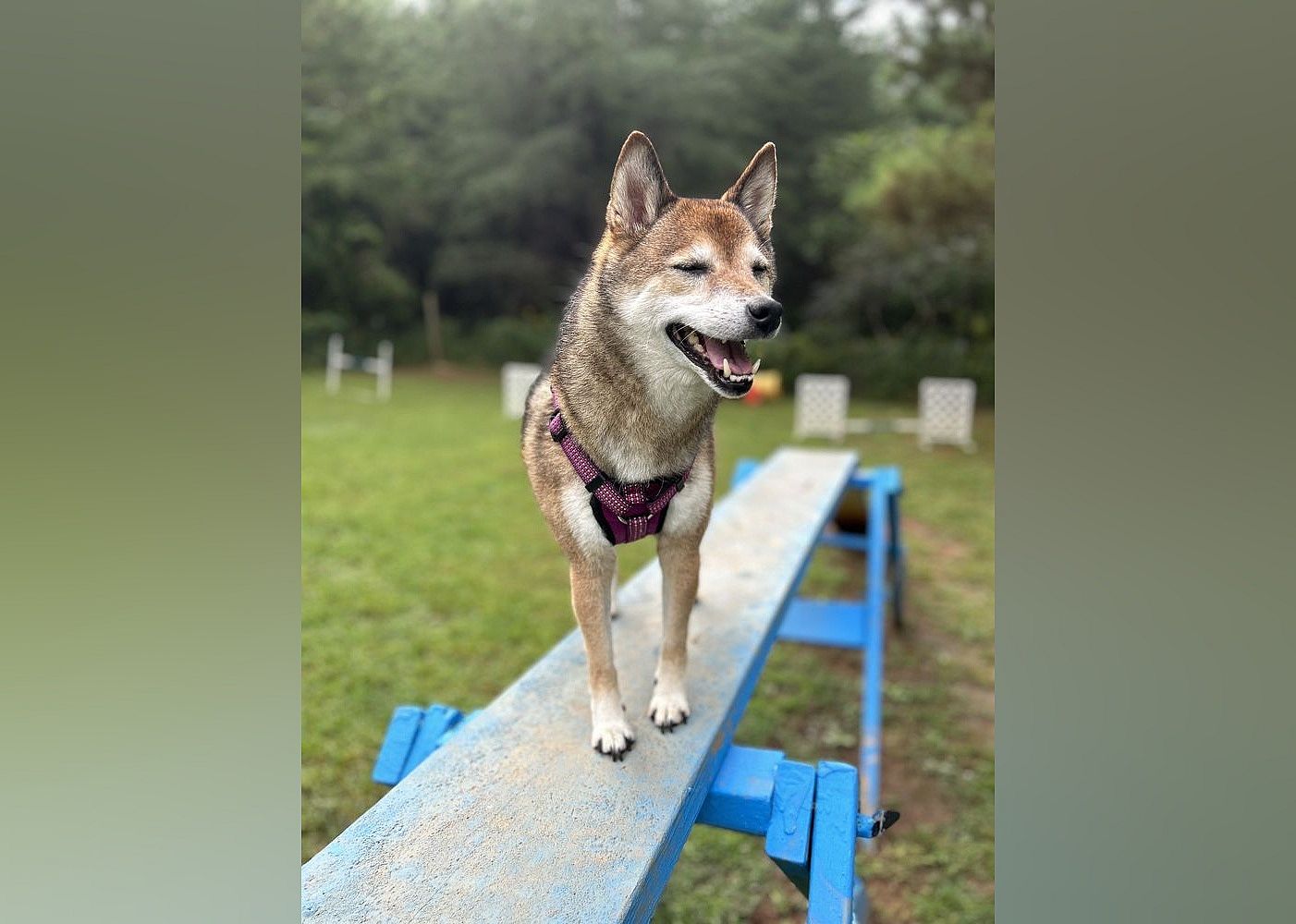 #2. Four Paws Kingdom Campground