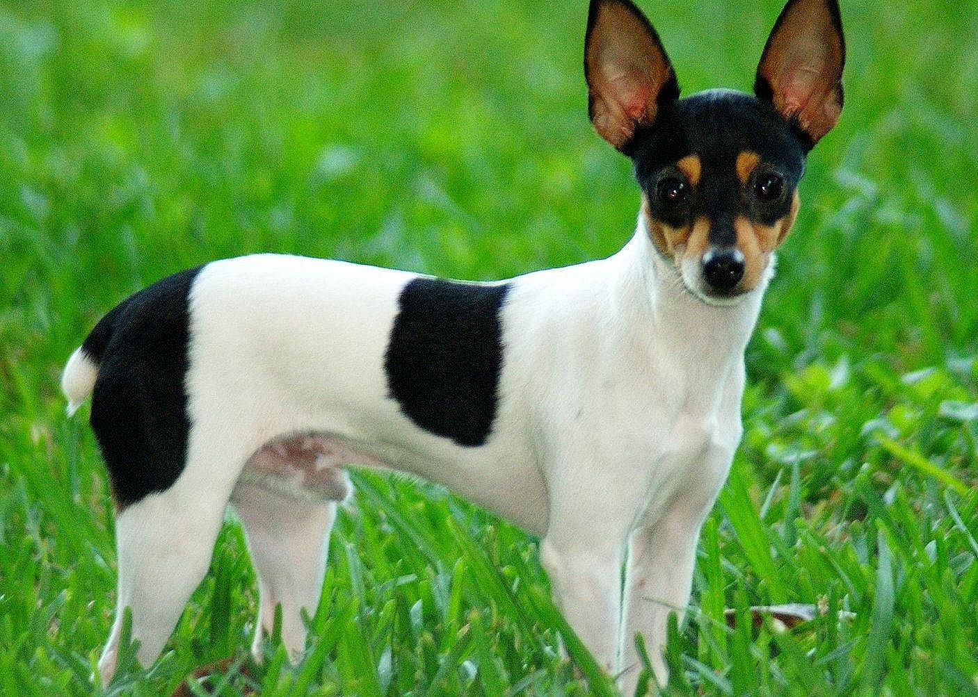 #13. Toy fox terrier