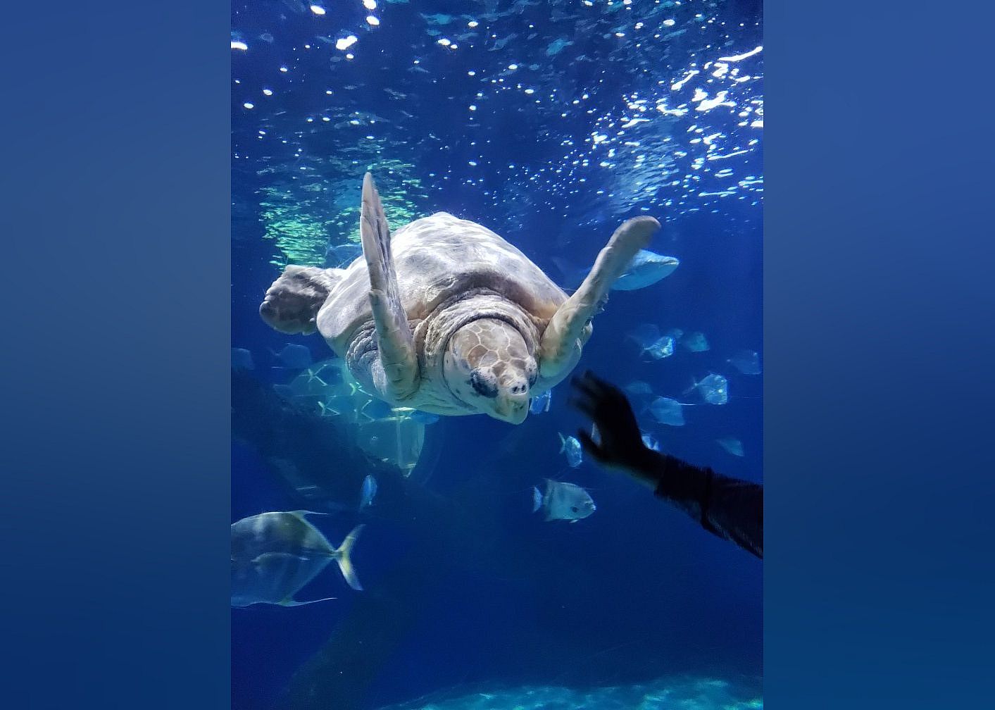 #6. Virginia Aquarium & Marine Science Center