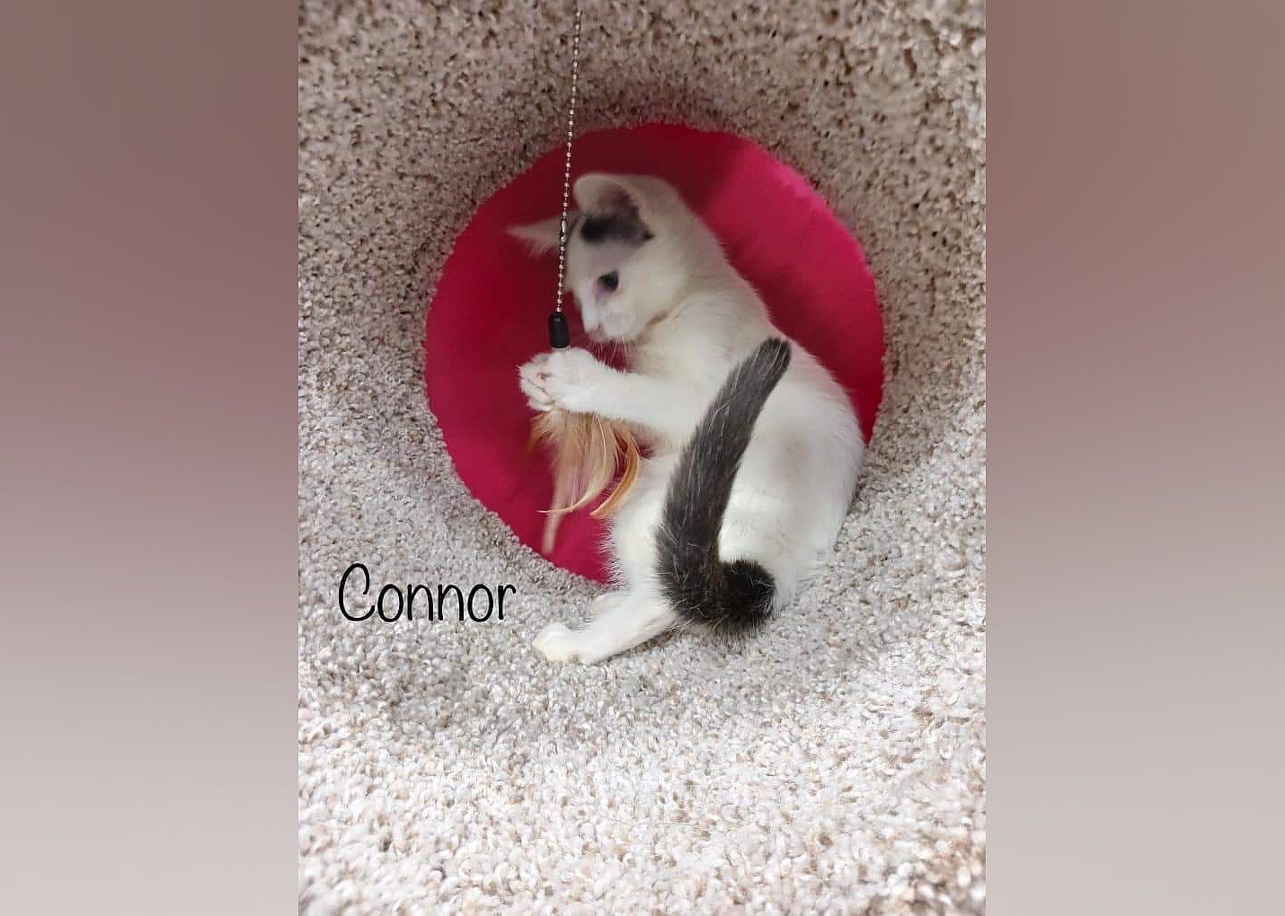 Connor