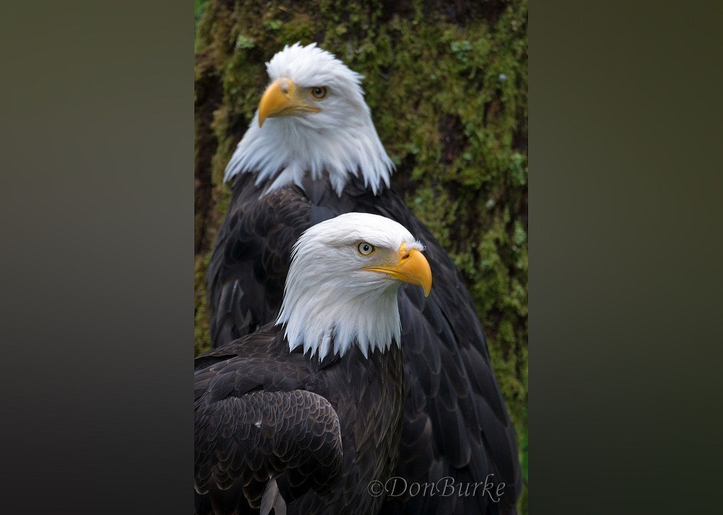 #30. Alaska Raptor Center
