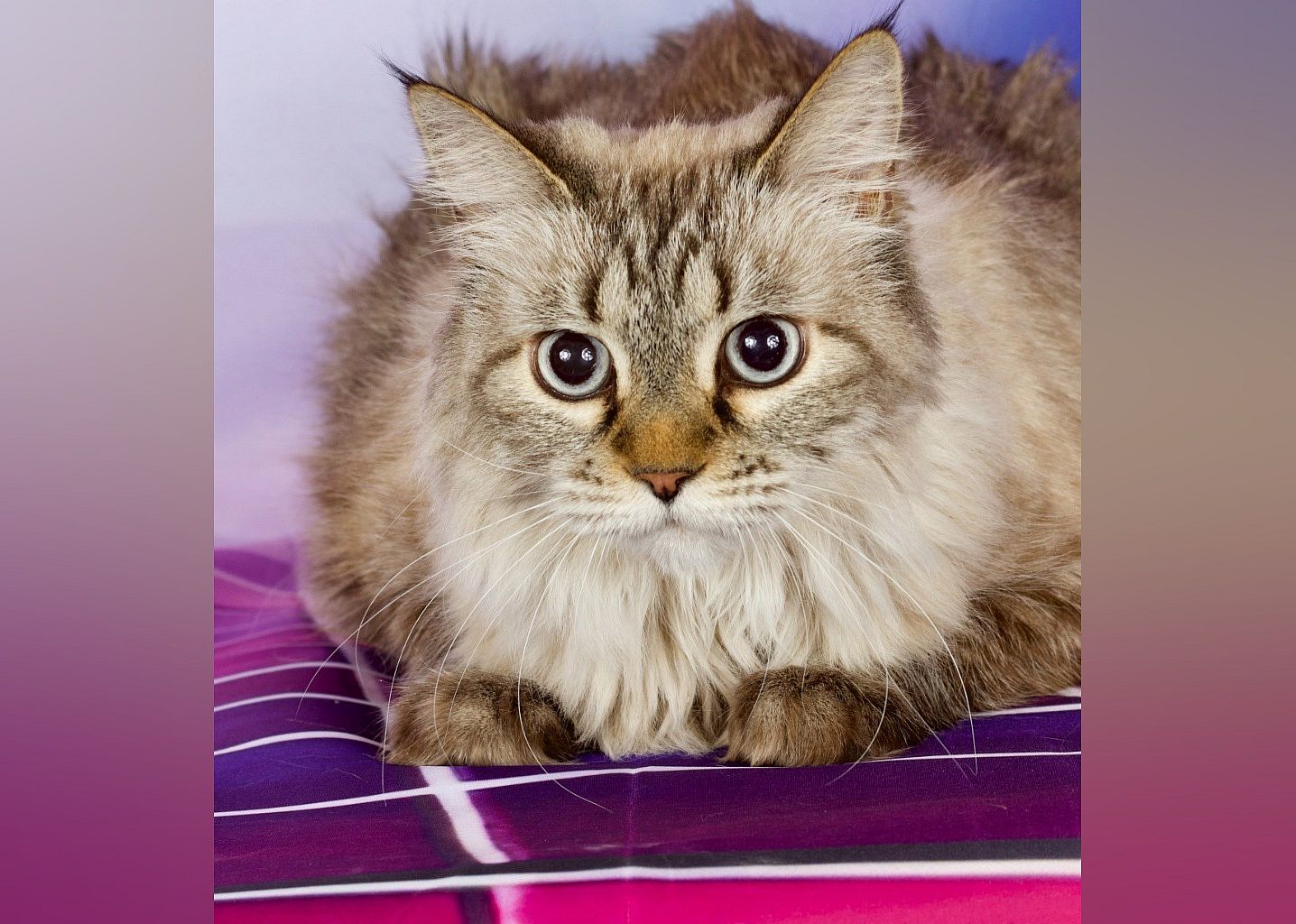Princess puff (Bella)