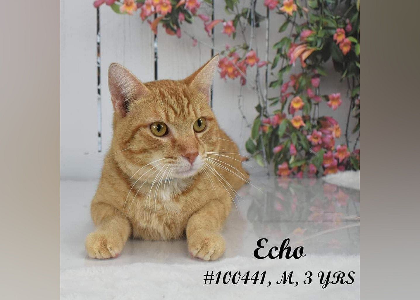 ECHO