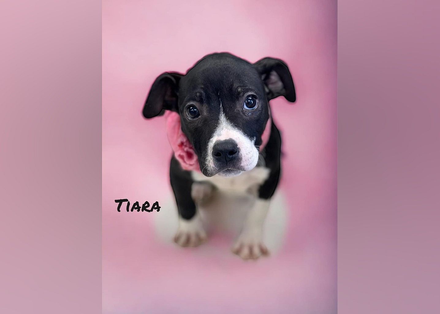 Tiara