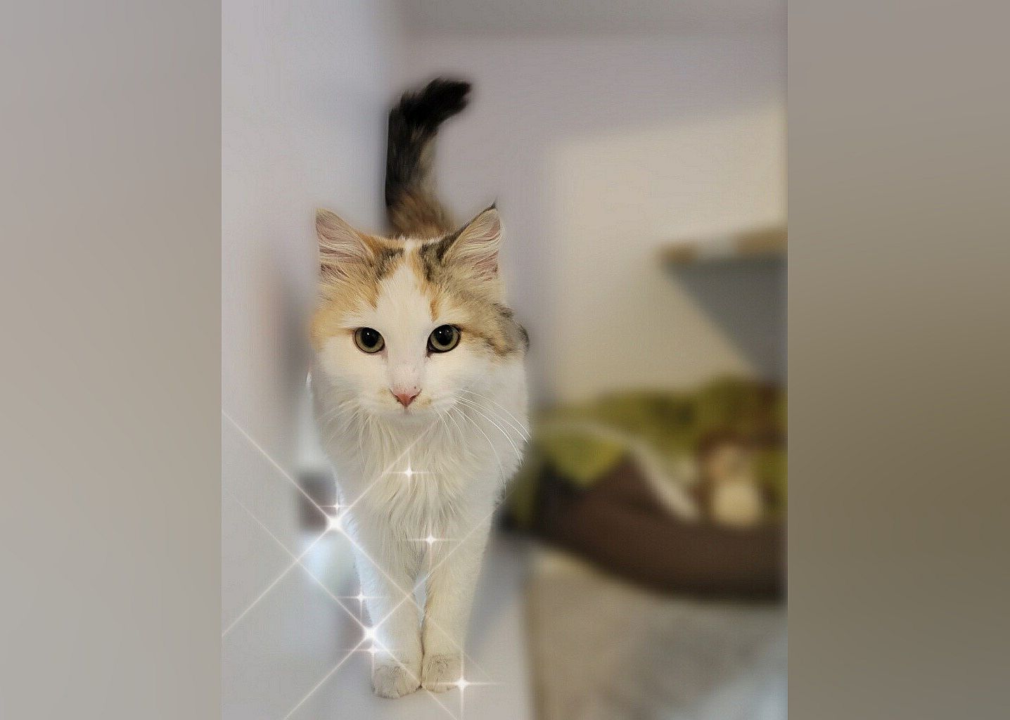 Bombon