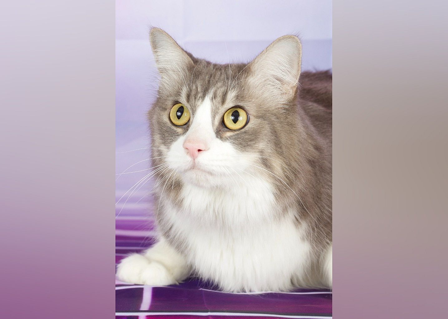 Mr. Fluffypants