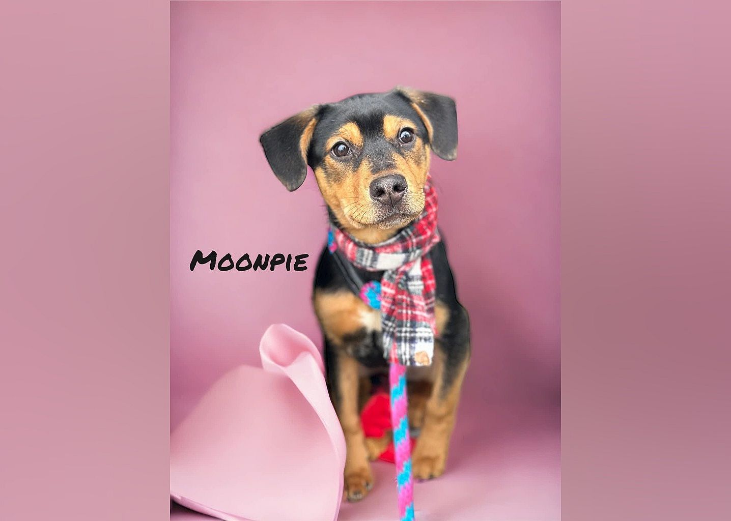 Moonpie