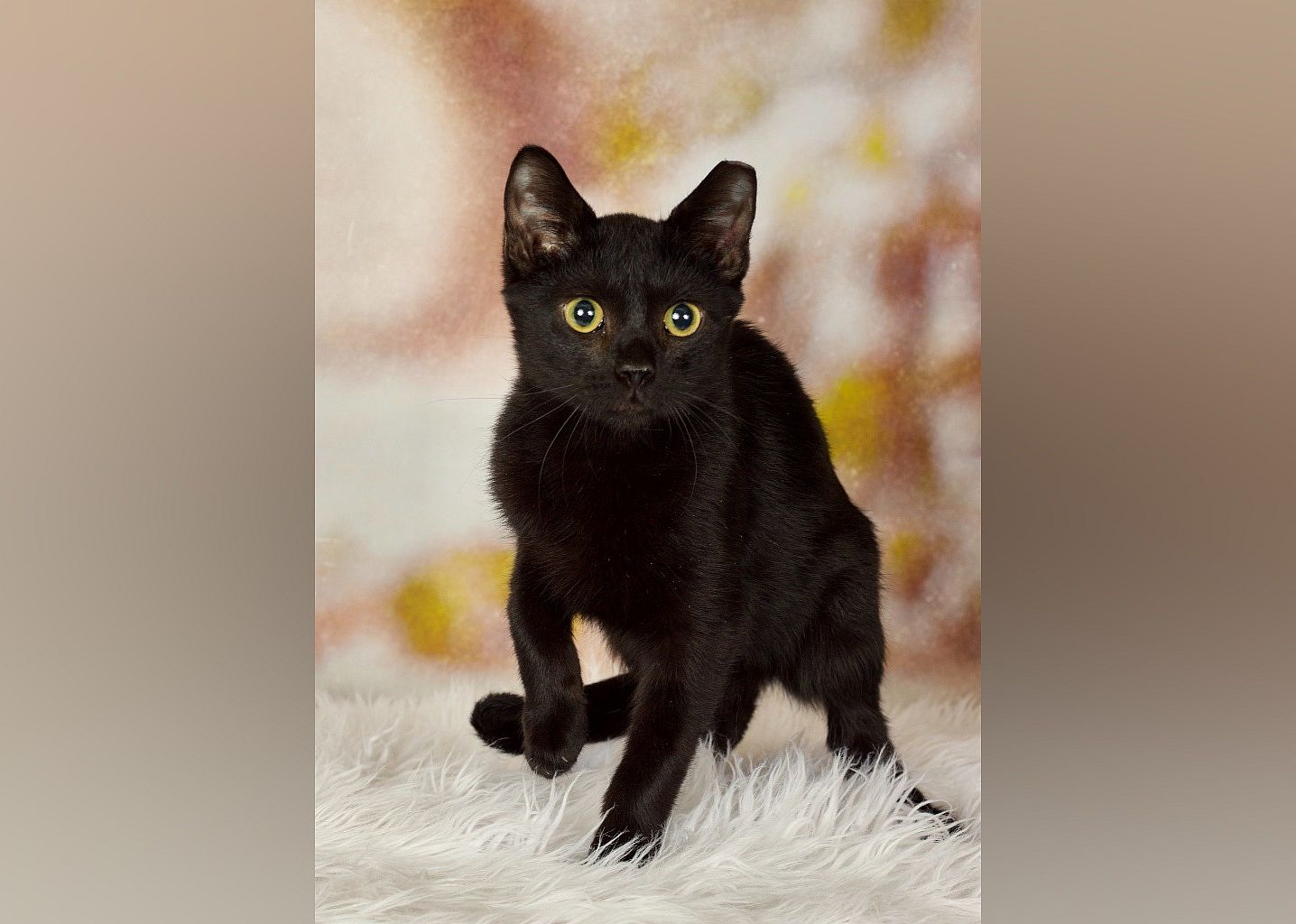 Regulus Black