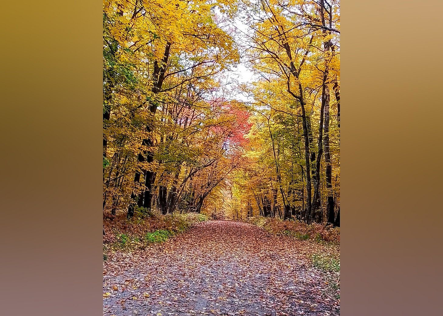 #6. Wilderness Drive
