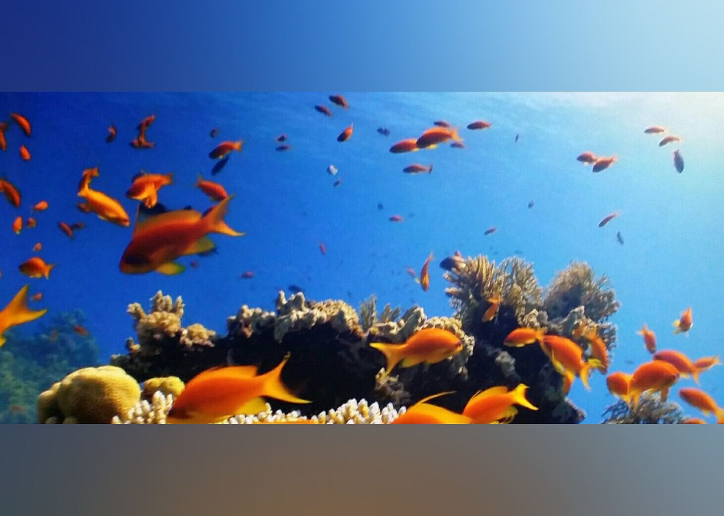 #16. Audubon Aquarium