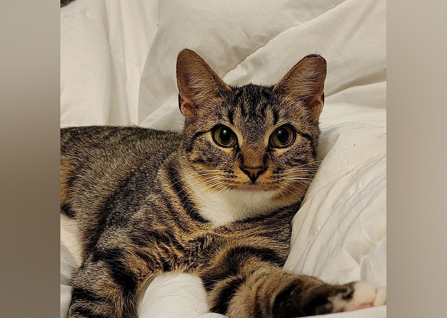 Echo