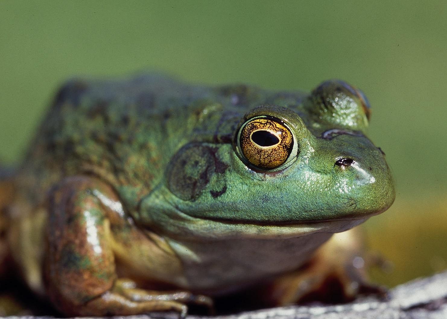 Bullfrogs might not sleep at all