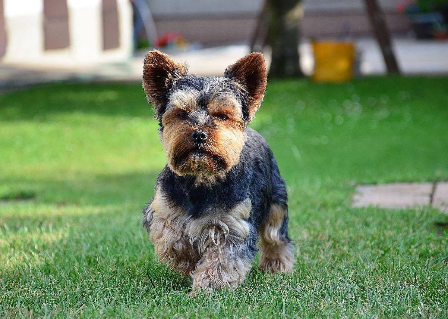 #12. Yorkshire Terrier