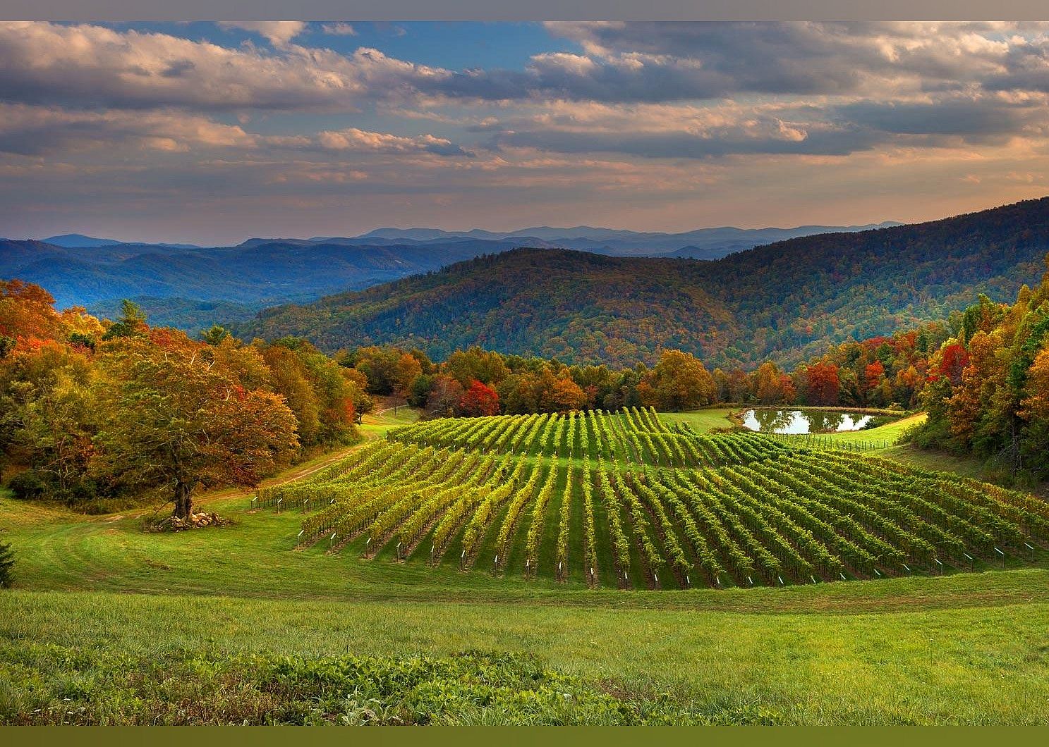 #9. Burntshirt Vineyards