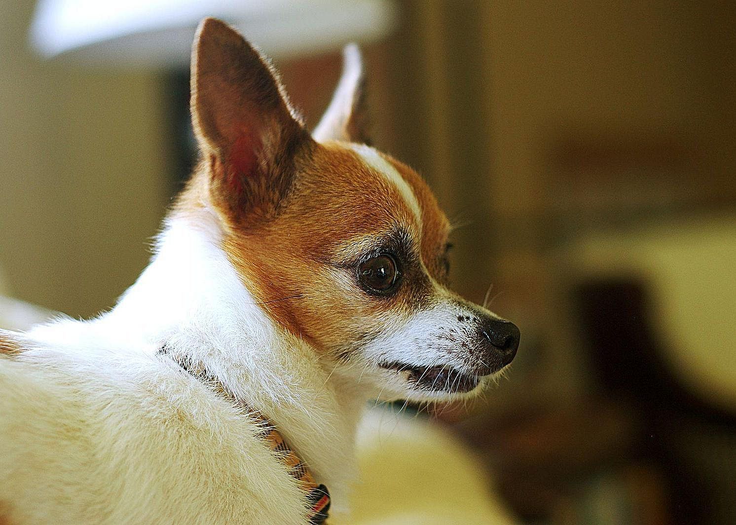 #2. Chihuahua