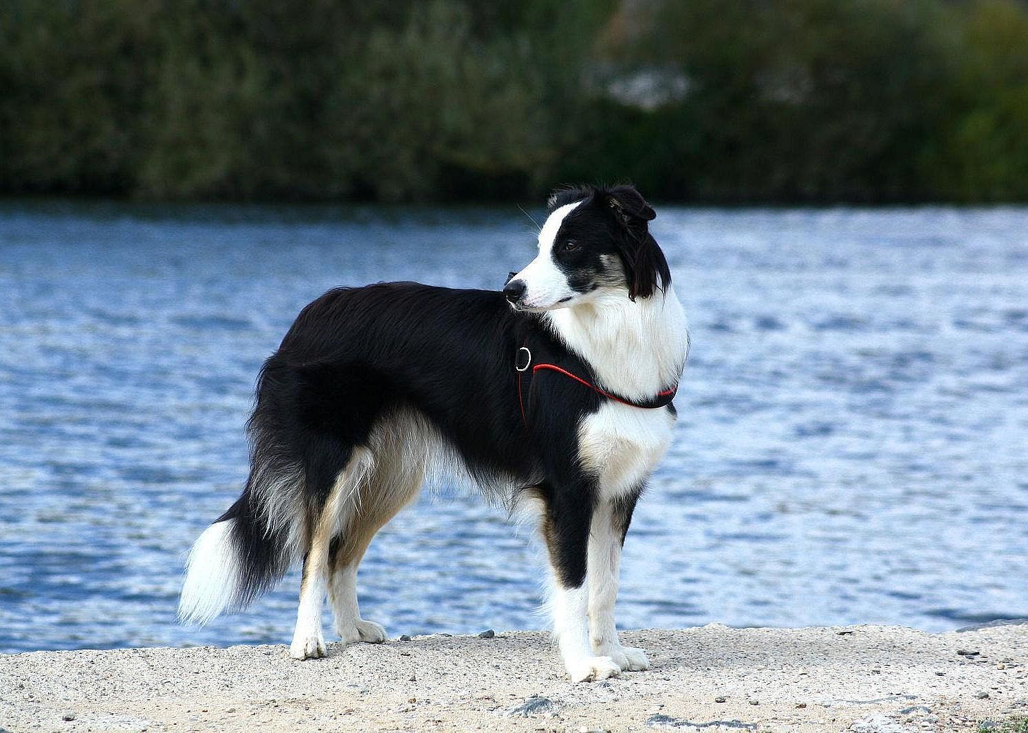 #33. Border collie