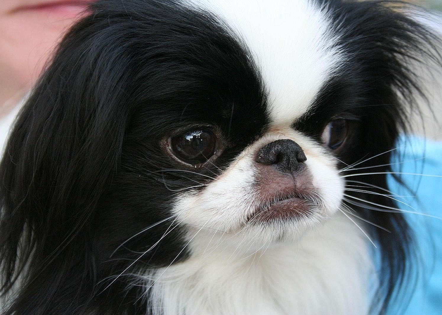 #12. Japanese Chin