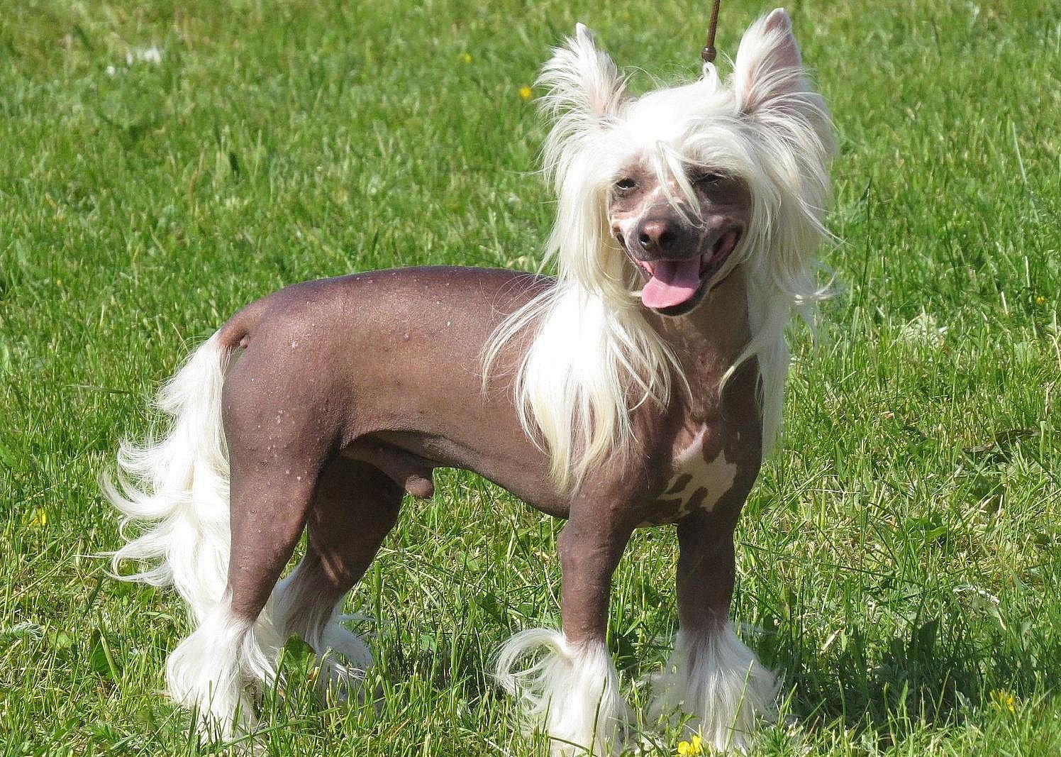 #19. Chinese crested (tie)