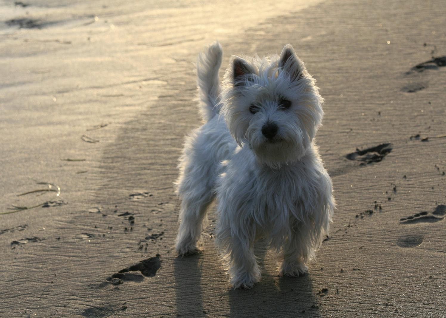 #44. West Highland white Terrier