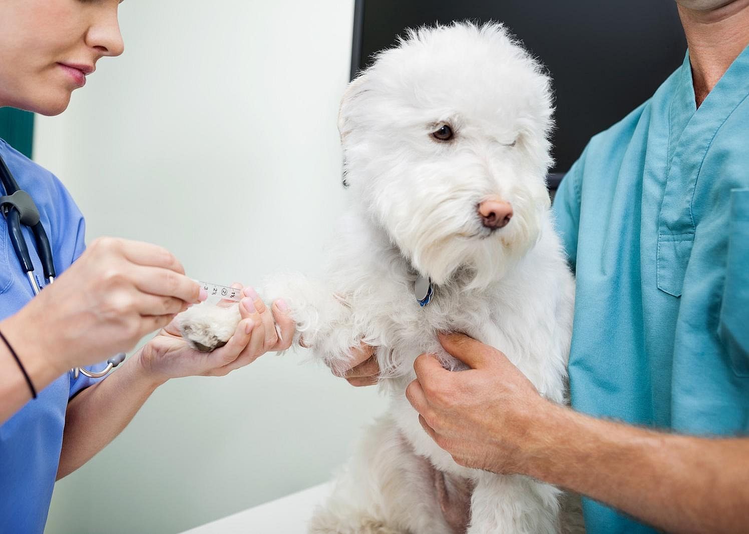 #47. Veterinary technologists and technicians
