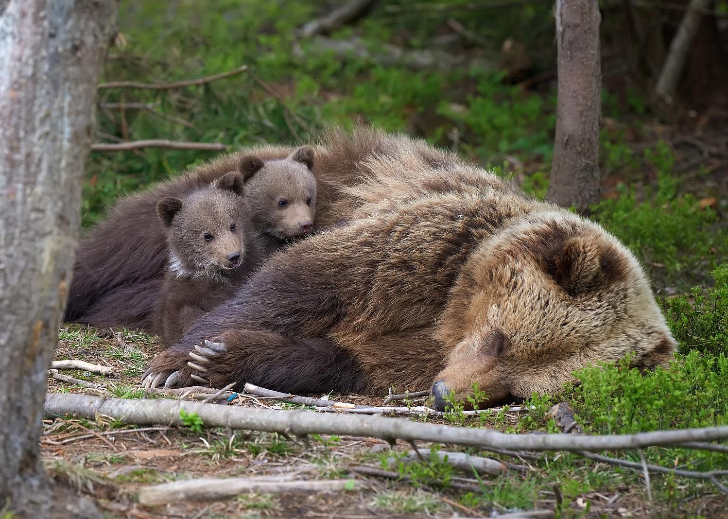 Bears can give birth while hibernating