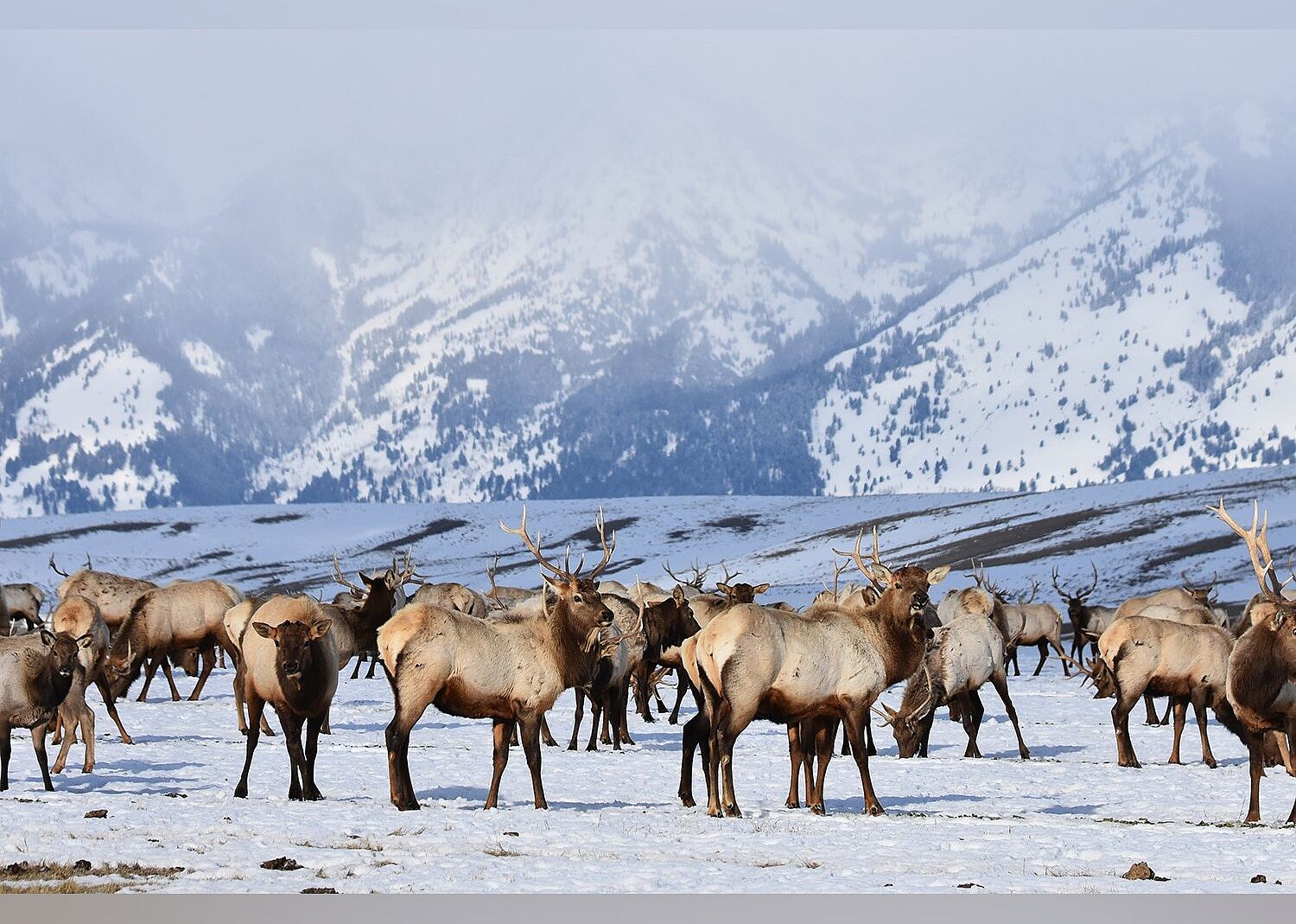 #14. National Elk Refuge