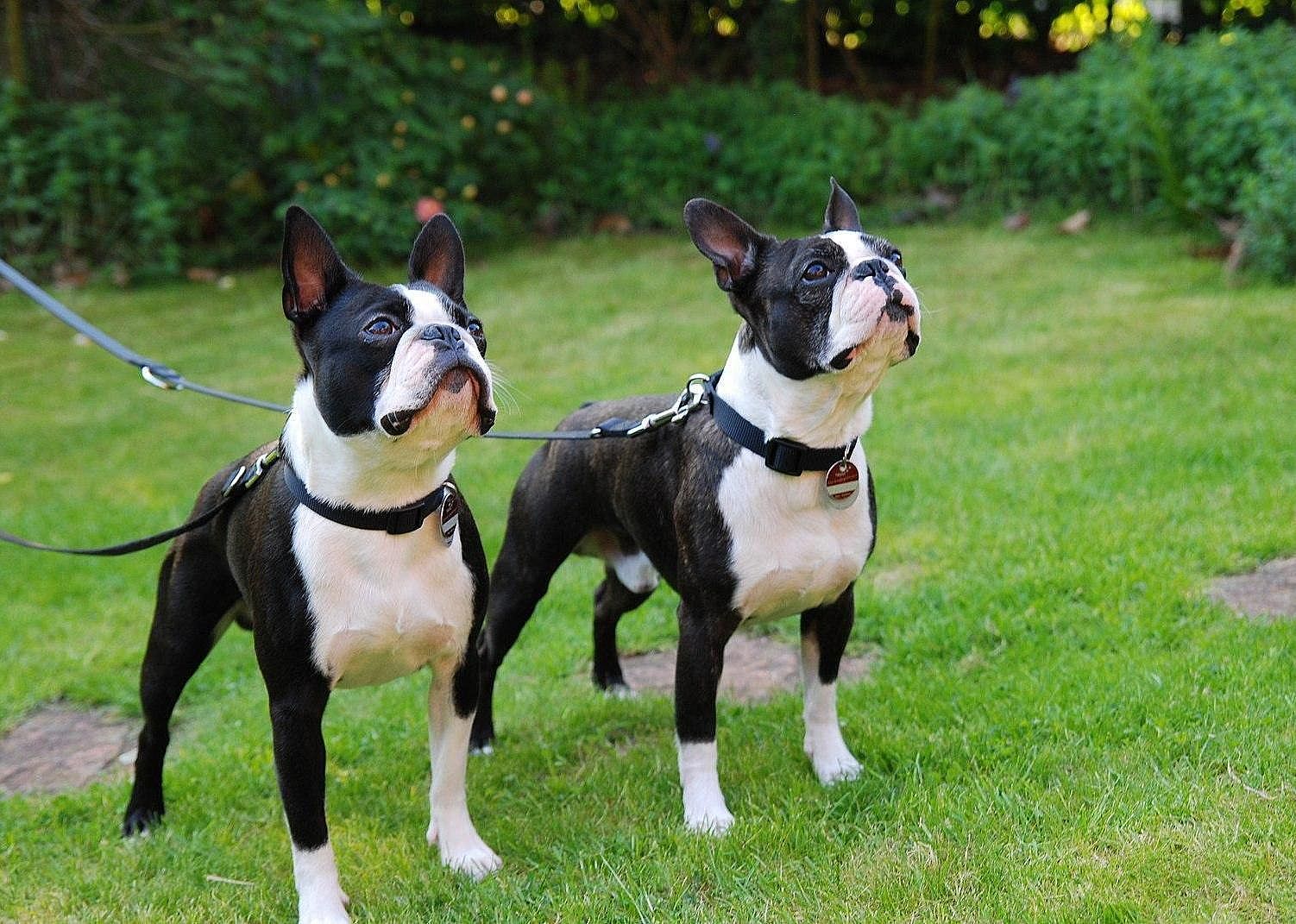 #21. Boston Terrier