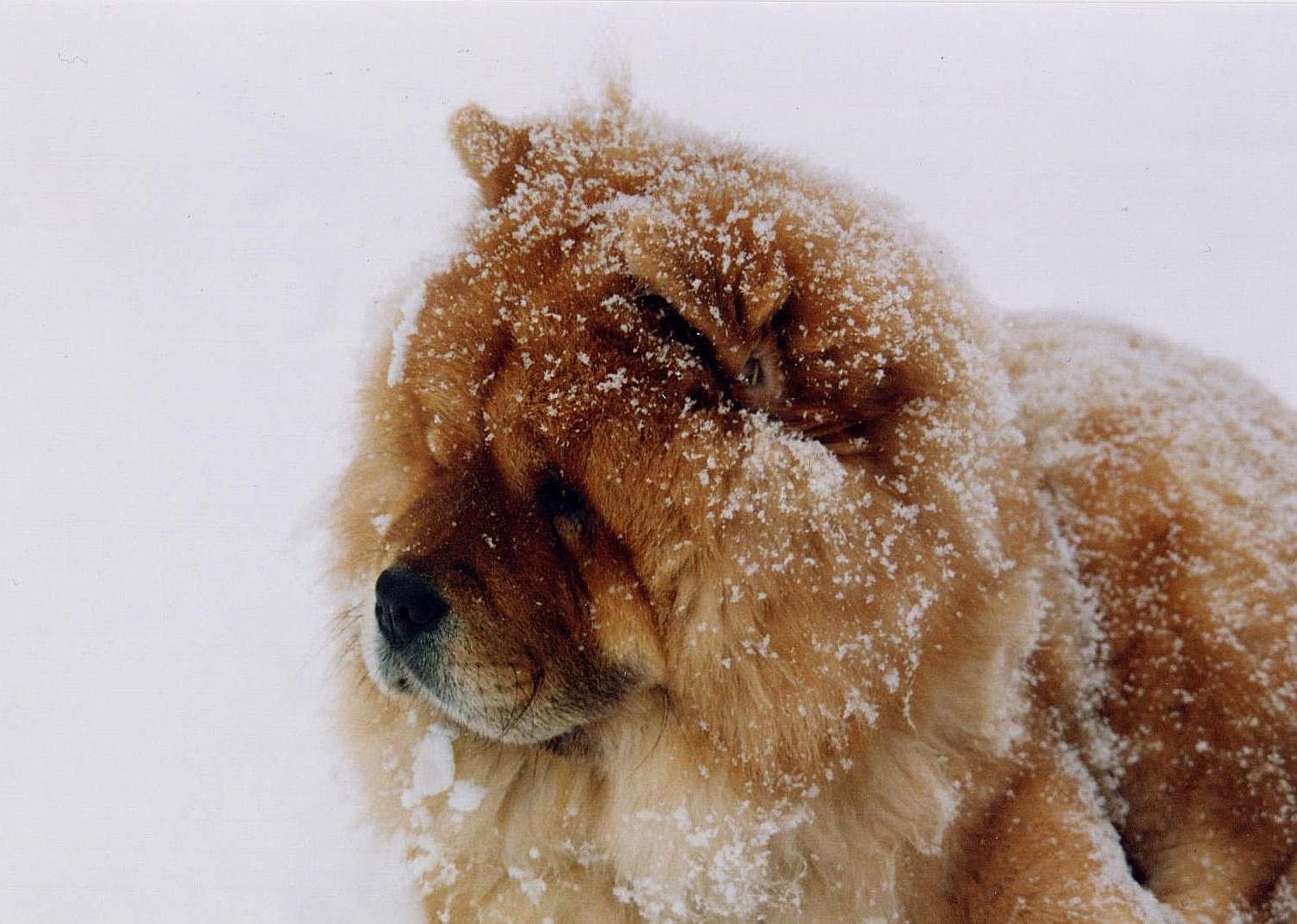 #77. Chow Chow