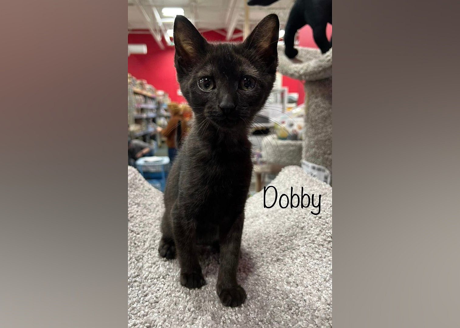 Dobby