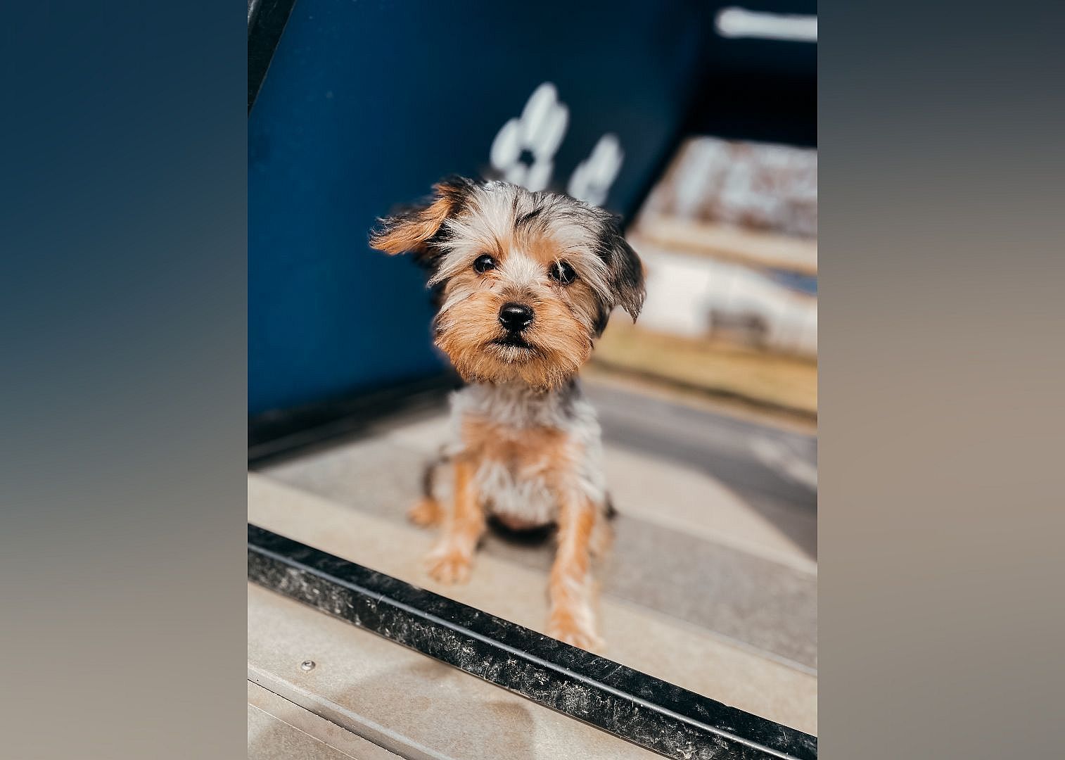 Junebug