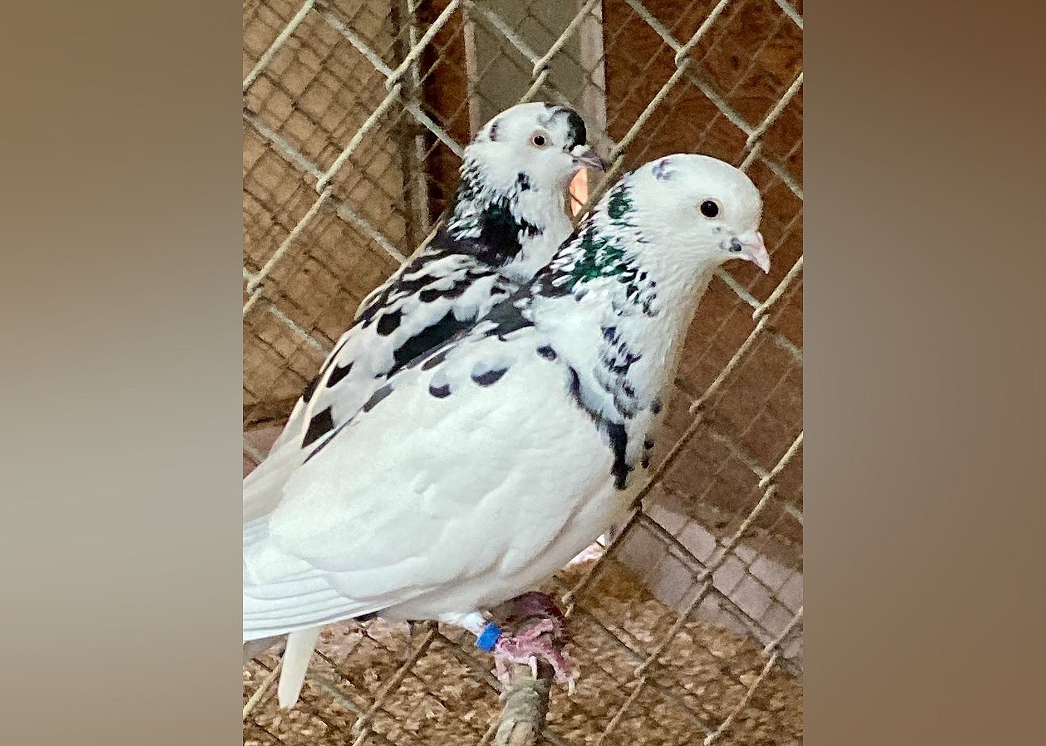 Speckled Rollers