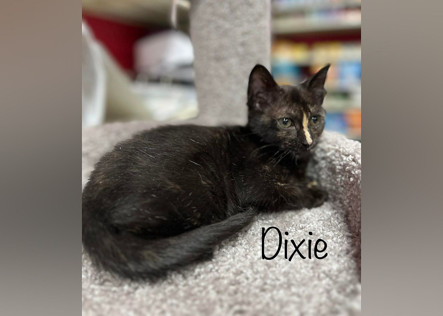 Dixie