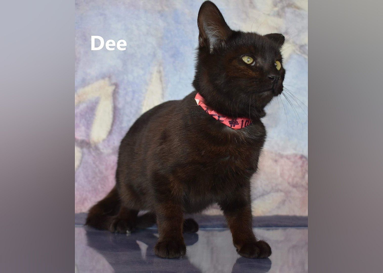 DEE DEE