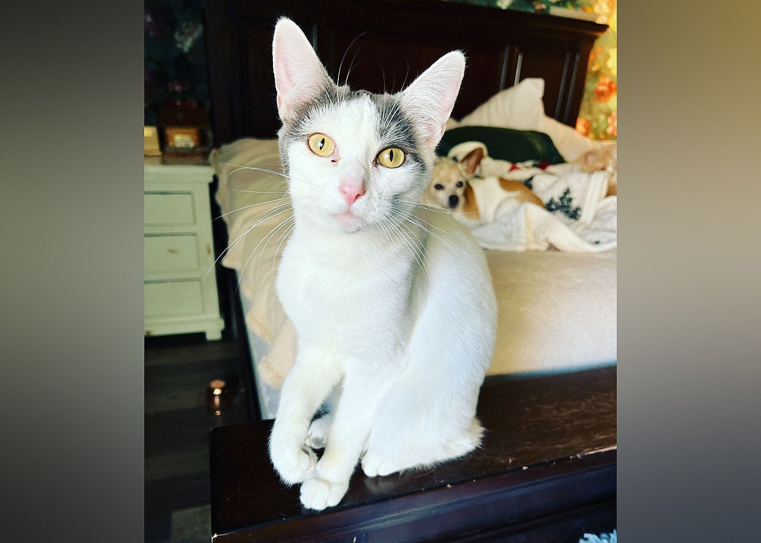 Paloma