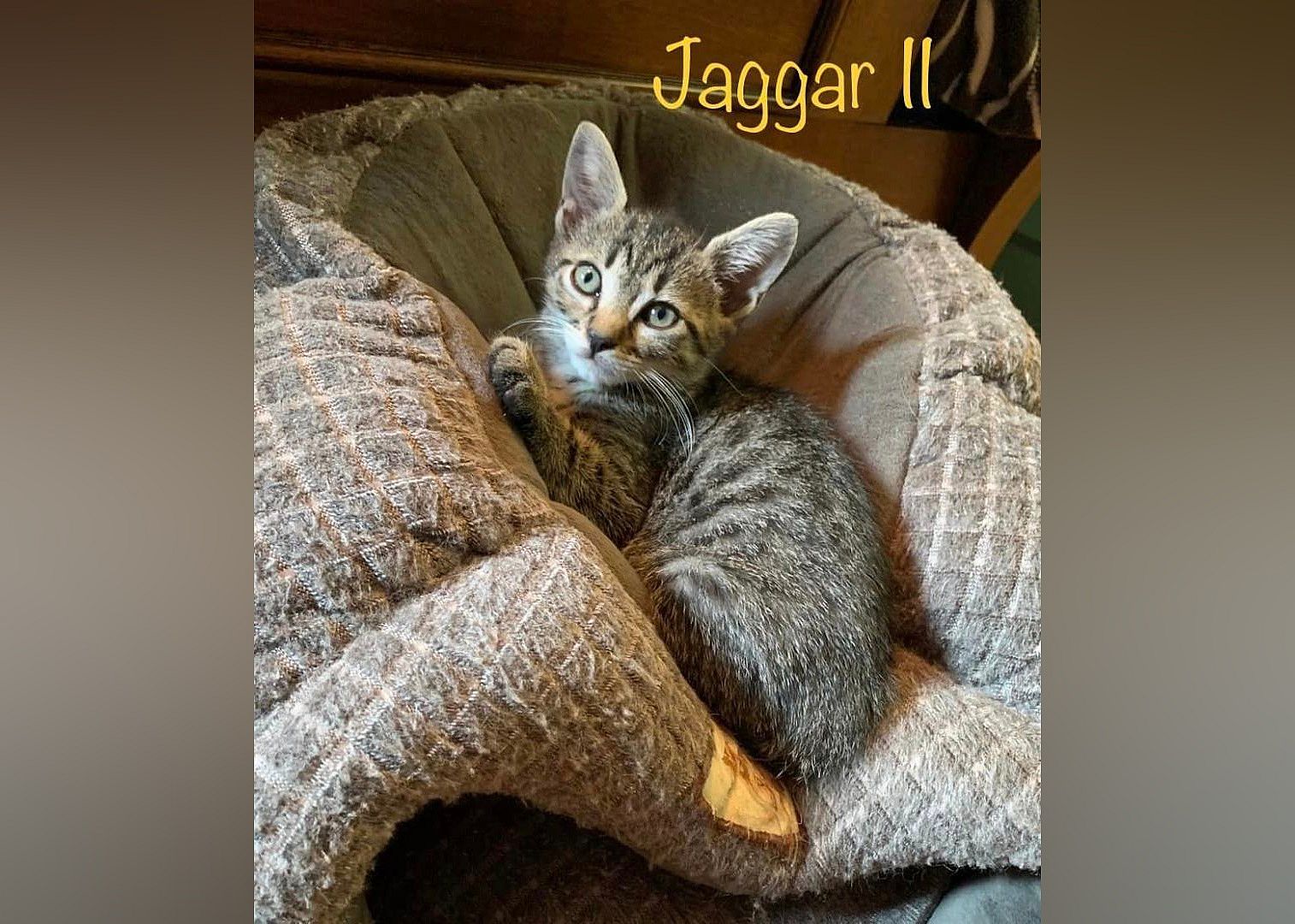 Jaggar II