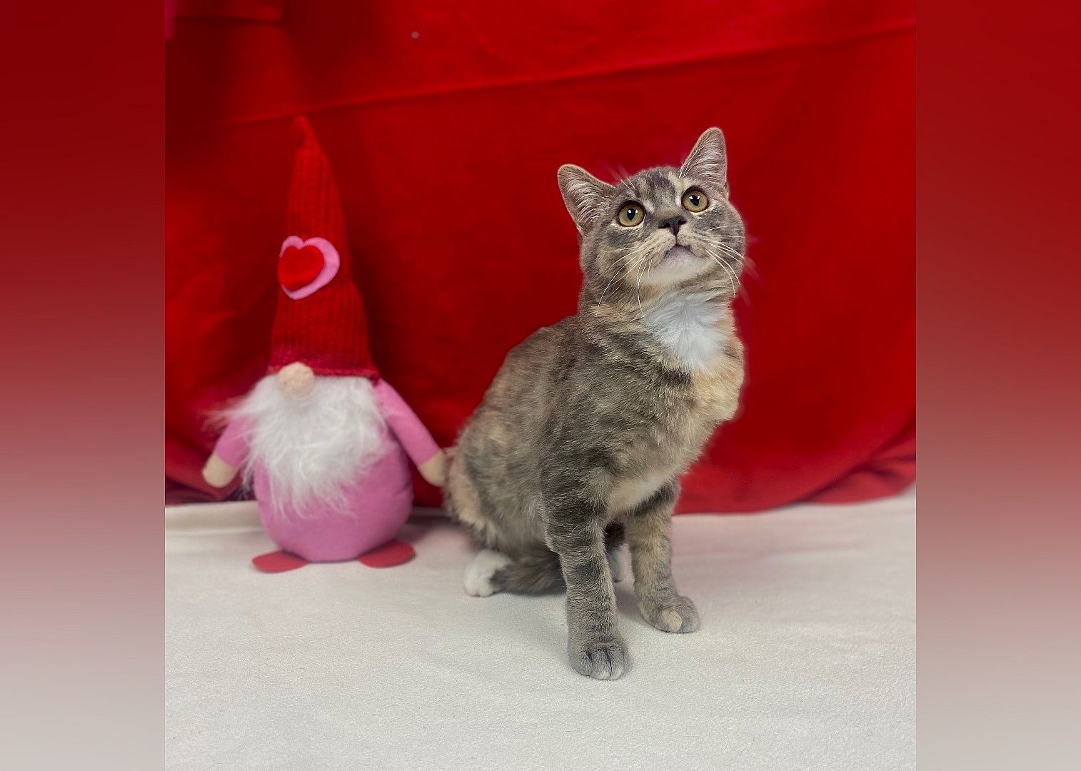 Cirrus 