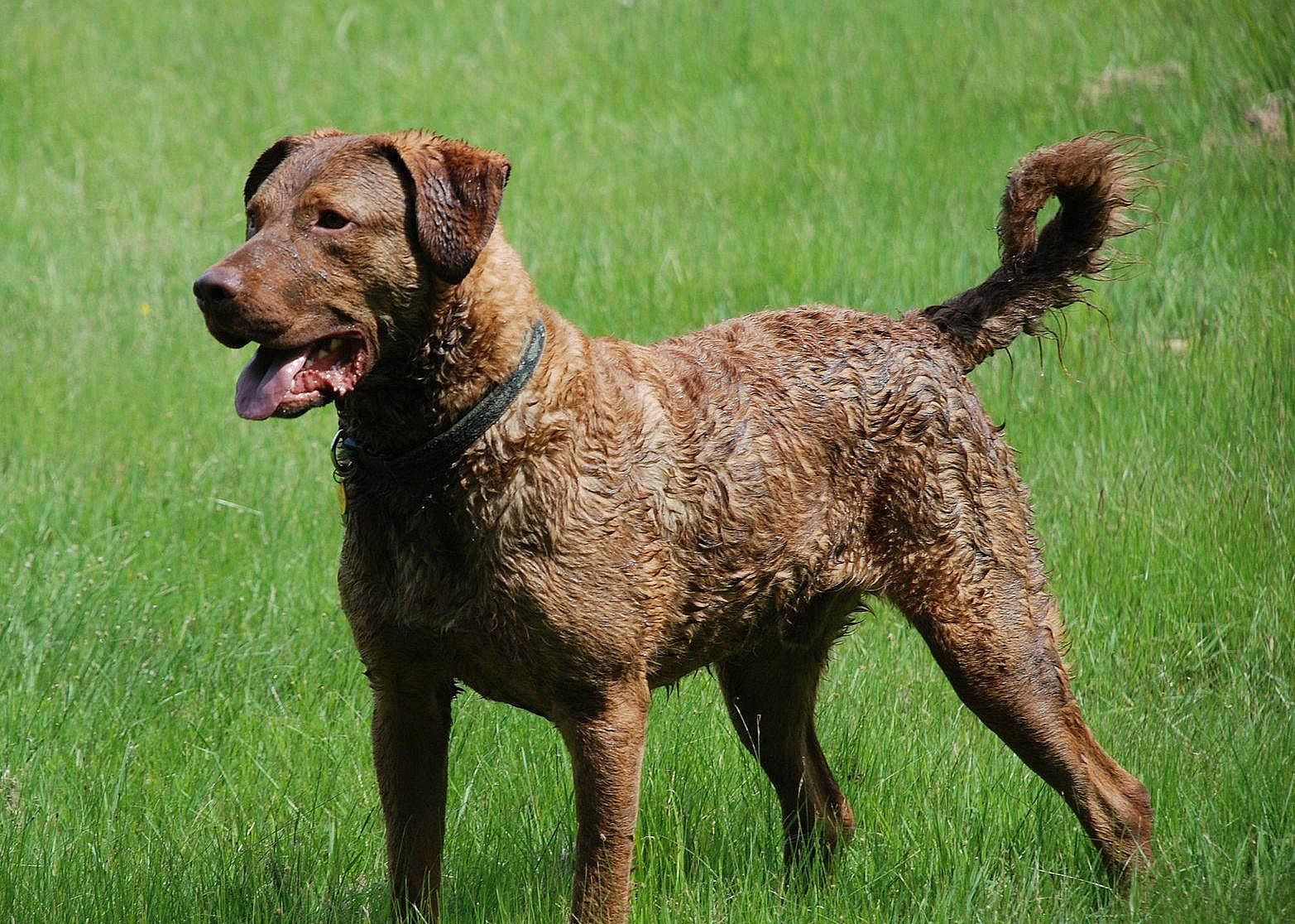 #46. Chesapeake Bay retriever