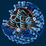 #9. The Flu Virus Incubates for 1 to 4 Days, and People can be Contagious for a Week