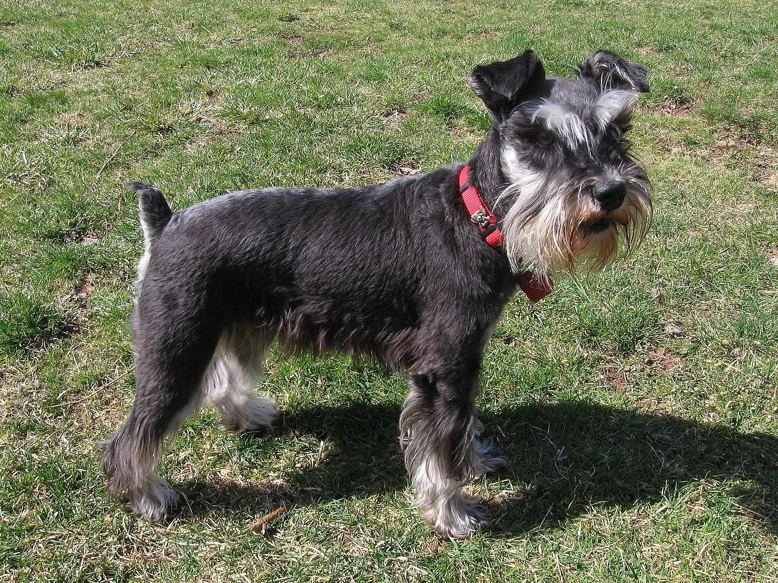 Miniature schnauzer