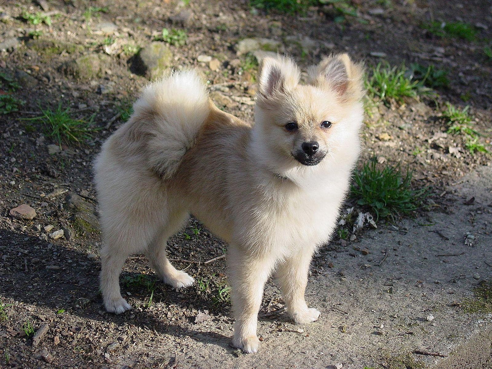 Pomeranian