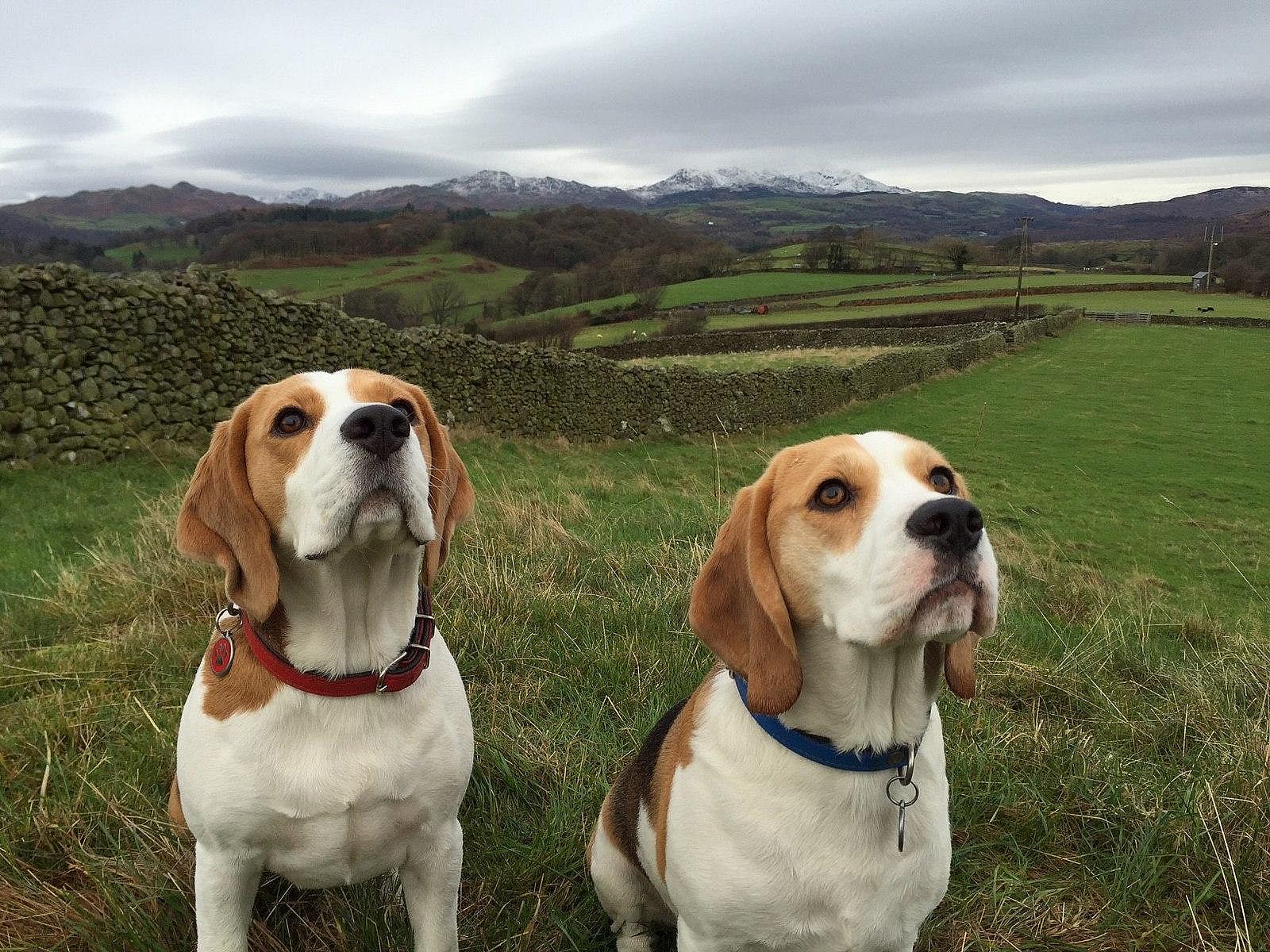 Beagle